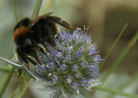 Bee on sea holly