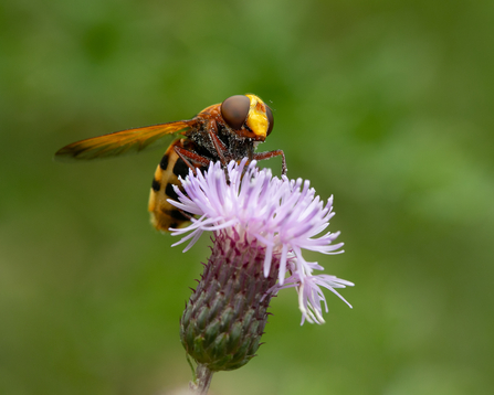 Hornet mimic hoverfly 