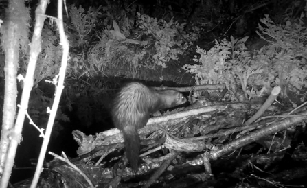 Polecat caught on trail cam crossing the beaver dam