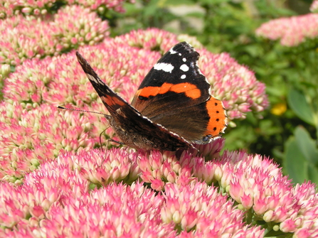 Red admiral butterfly