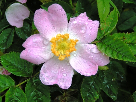 Dog rose 