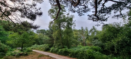 Brownsea Island