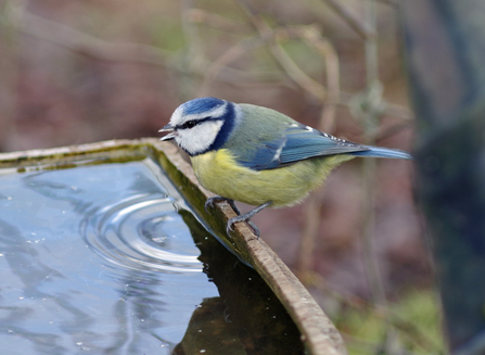 Blue tit drinking from trough 