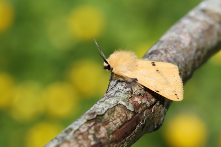 Buff ermine moth