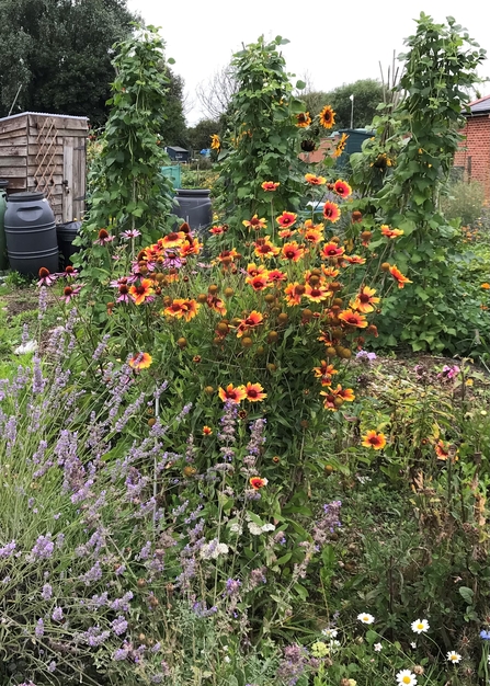 Mitch's wildlife-friendly allotment 