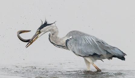 Grey heron with eel at Lodmoor
