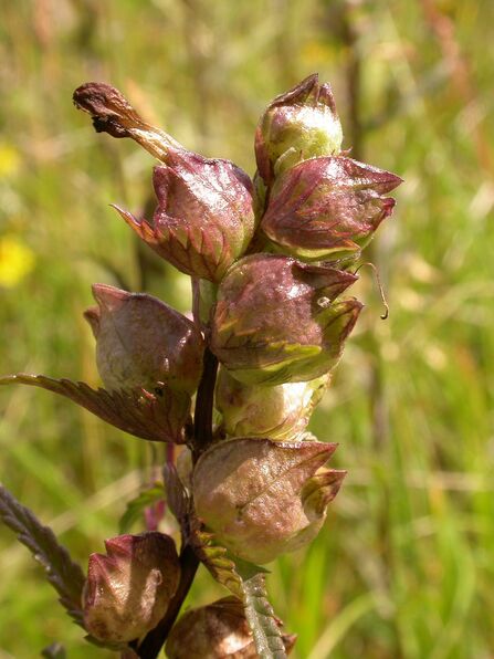 Yellow rattle 