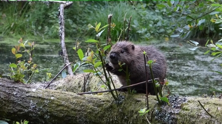Second generation beaver kit feeding on willow branches 