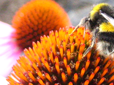 Bee on echinacea