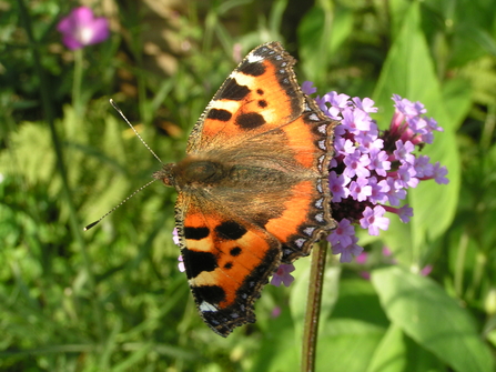 Small tortoiseshell on verbena 