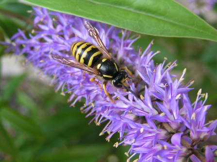 Wasp on hebe 