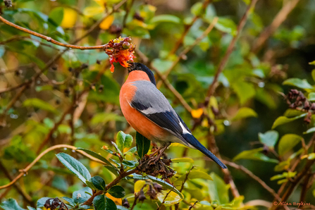 Eurasian bullfinch feeding on honeysuckle