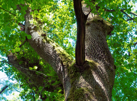 Large tree and leafy canopy photo taken from below