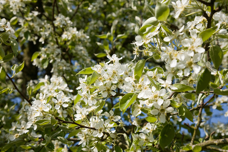 Pear tree blossom