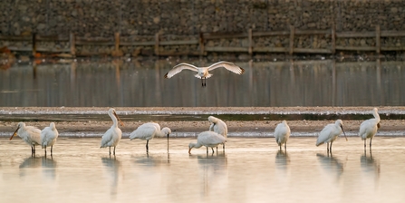 Spoonbills on Brownsea lagoon