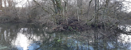 Beaver food cache 