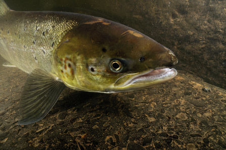 Atlantic salmon