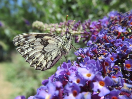 Marbled white in the garden