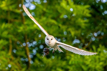 Barn owl with a vole 