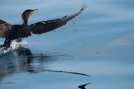 Cormorant 