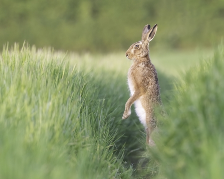 Hare on the lookout 