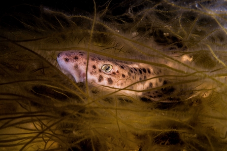 Catshark in bootlace weed