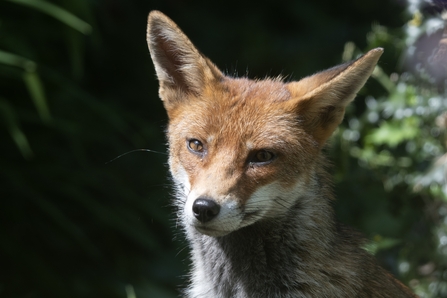 Fox in the garden 