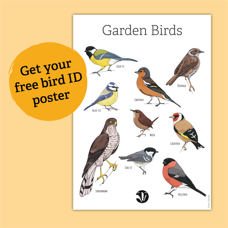A poster with illustrated birds, titled 'Garden birds'. It features illustrations of: blue tit, dunnock, great tit, chaffinch, wren, sparrowhawk, coal tit, goldfinch and bullfinch