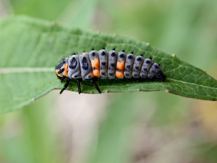 Seven-spot ladybird larva