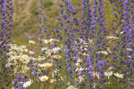 Viper’s bugloss
