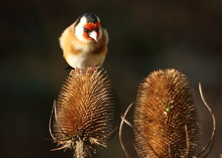 Goldfinch 