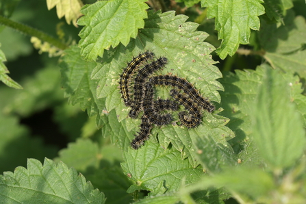 Small tortoiseshell caterpillars 