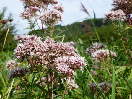Hemp agrimony 