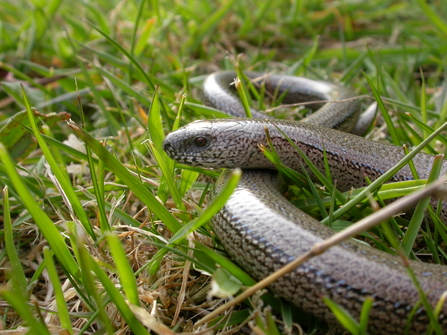 Slow worm on garden lawn 
