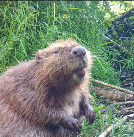 Beaver teeth