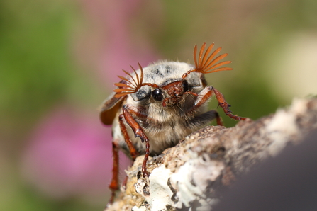 Cockchafer