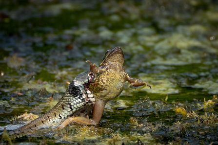 Grass snake catching a frog