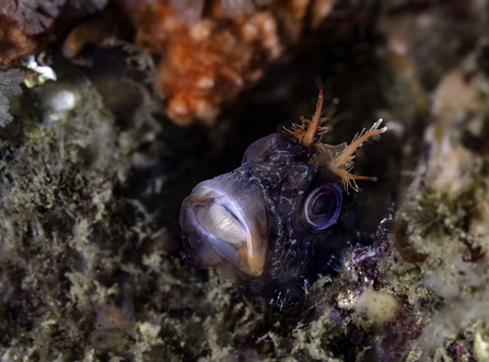 Tompot blenny
