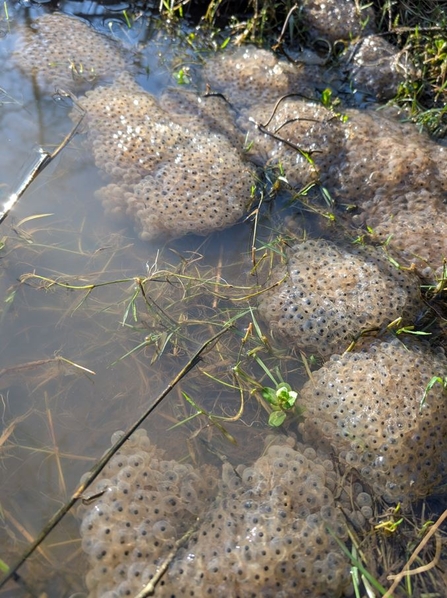 Frogspawn clumps at the Dorset Beaver Project site 