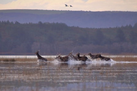 Sika deer crossing Poole Harbour
