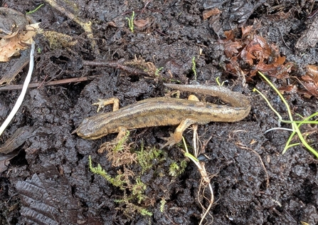 Smooth newt at the Dorset Beaver Project site
