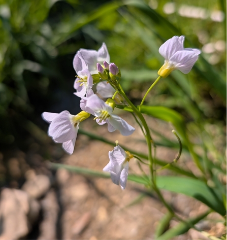 Cuckoo flower with orange-tip egg