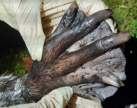 Beaver split grooming claw