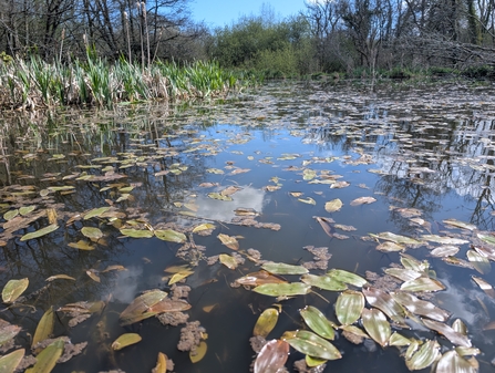 Broad-leaved pond weed