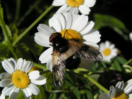 Pellucid hoverfly