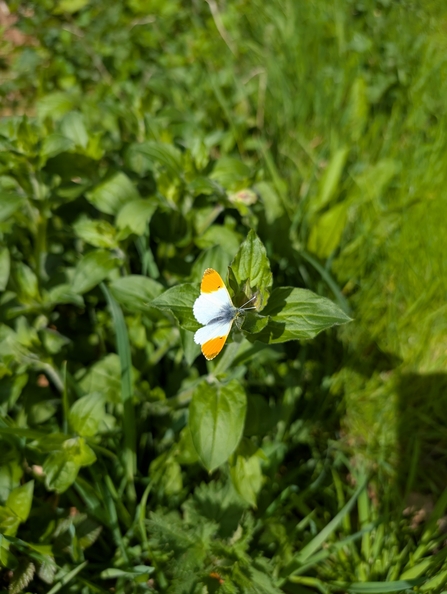 Orange-tip at the Dorset Beaver Project site