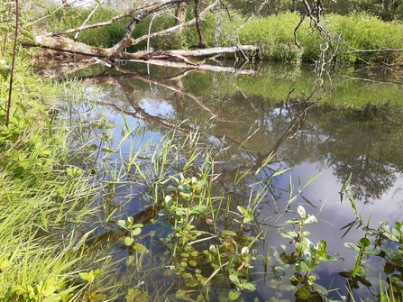 Plants colonising new shallow, marginal waters