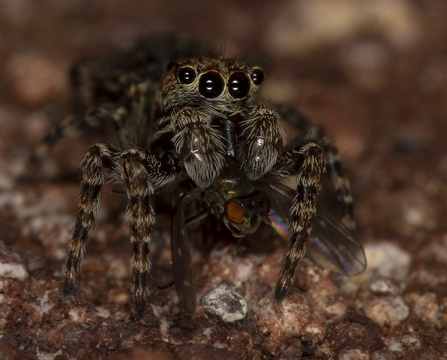 Zebra jumping spider