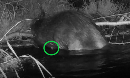 Female beaver with prominent nipples
