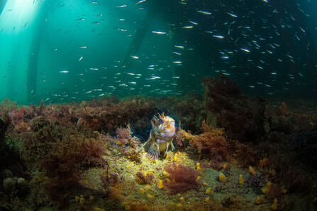 Tompot blenny under Swanage pier 